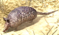 Armadillo