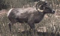 Bighorn