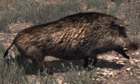 Boar