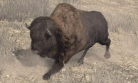 Buffalo