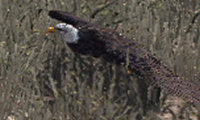 Eagle