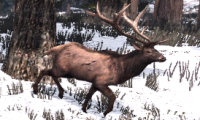 Elk