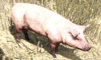 Pig