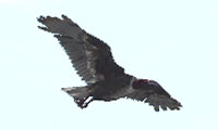 Vulture